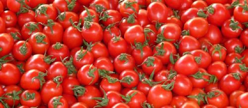 Natural Tomato, Packaging Size : 20-30kg