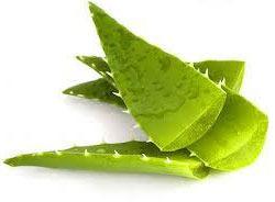 Organic Fresh Aloe Vera Leaves, For Pharmaceutical Stuff, Cosmetics Additive, Form : Leaf