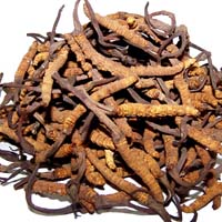 Cordyceps Sinensis Extract, Grade : Medical, Pharmaceutical, Food