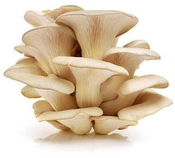 Fresh Oyster Mushroom