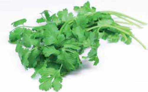 Coriander