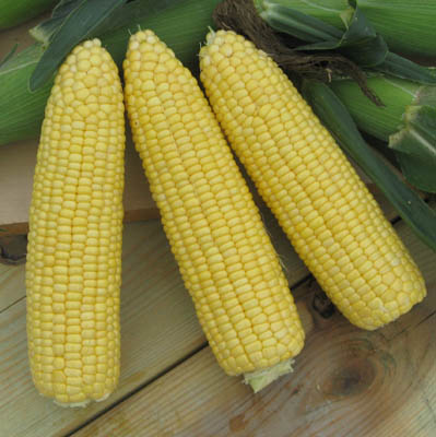 Corn