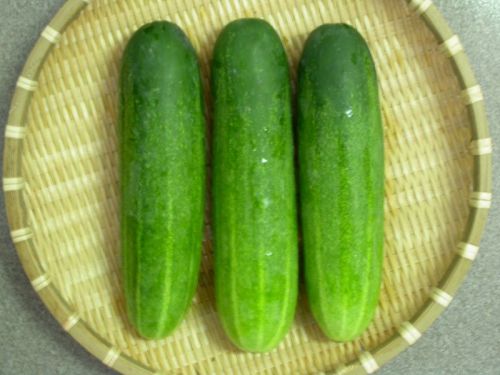 Cucumber