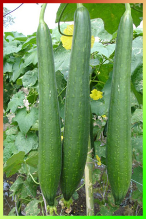 Organic Sponge Gourd, For Human Consumption, Cooking, Packaging Type : Mesh PP Bag