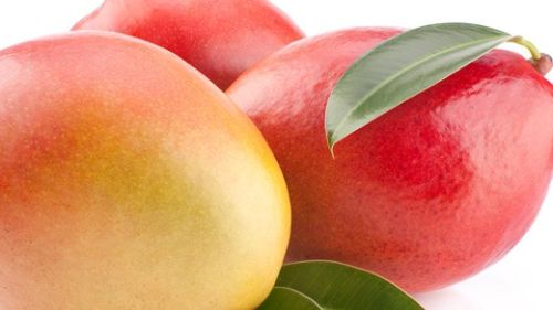 Mangoes, Usage/Application : Direct Consumption