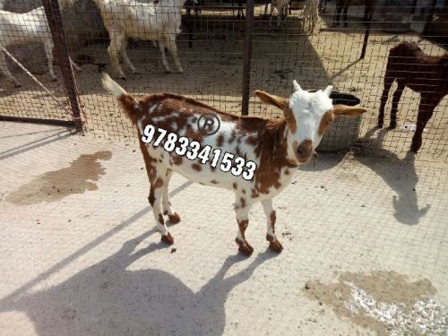 Barbari Goat, Weight : 40-45 Kg, 30-35 Kg