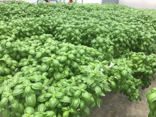 Basil, Certification : FSSAI