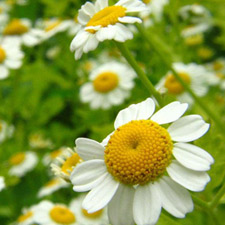 Roman Chamomile Oil