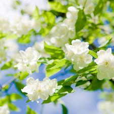 ABSOLUTE JASMINE OIL