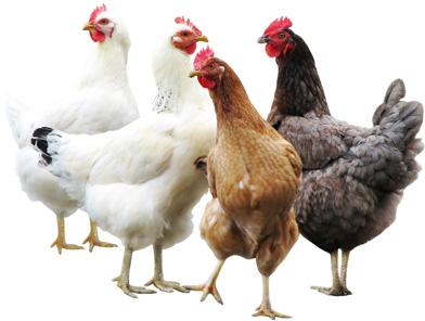 Poultry Feed Supplements