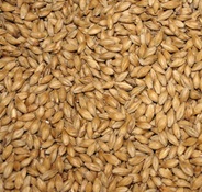 Indian Barley