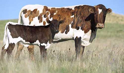 Cross Breed Cow, Color : White