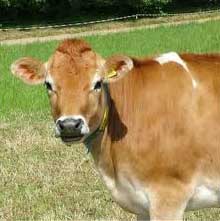 Jersey Cow