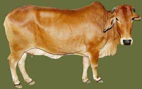 Sahiwal Cow, Color : Yellow