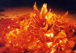 Shellac 03, Quality : Best