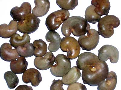 Raw Cashew Nuts, Usage : Light Sweet