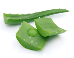 Aloe Vera E Gel