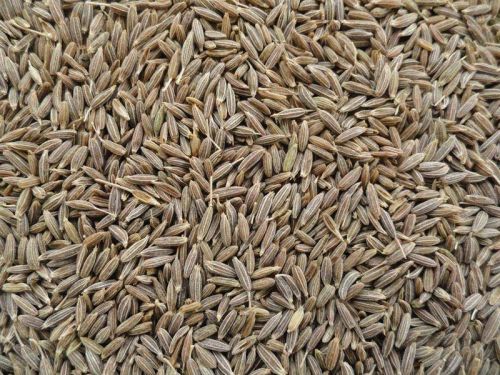 Cumin seeds, Moisture : 9%