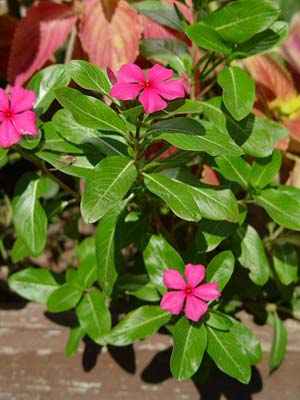 Catharanthus Roseus