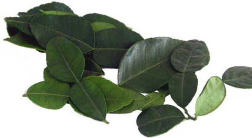 Lime Leaves, Packaging Size : Plastic Bag, PP Bag