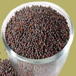 Black Mustard Seeds, Packaging Size : 5-10kg