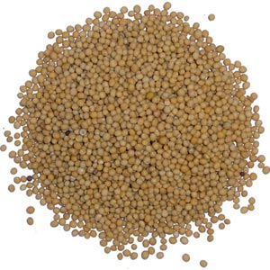 Yellow Mustard Seeds, Packaging Type : HDPE Bag