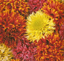 Gaillardia Mixed Flower Seeds