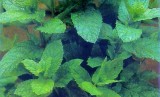 Lemon Balm Seeds