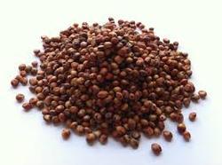 Sorghum Seeds