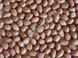 Groundnuts, For Namkeen, Oil Extraction, Snacks, Style : Kernels