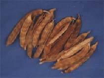 Common Guar Gum Beans, For Agriculture, Cooking, Style : Dried