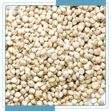 White Sorghum