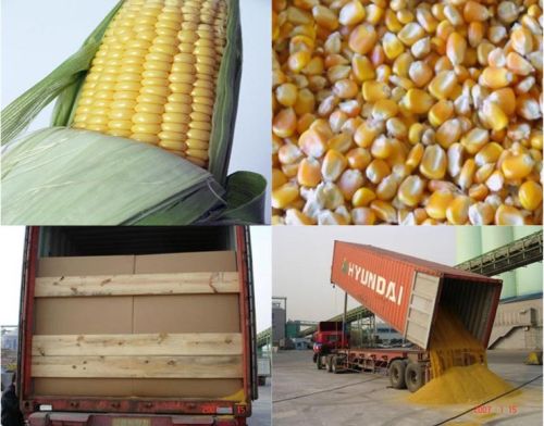 Yellow Corn Seeds, Packaging Type : Plastic Bag for Human Consumption