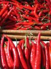 Fresh Red Chilli for Cooking