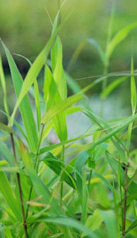 Palmarosa Oil-933875