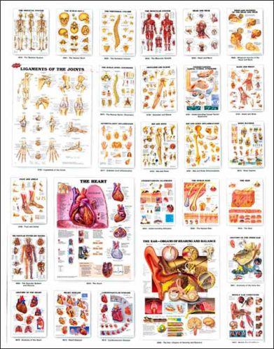 3d Biological Charts