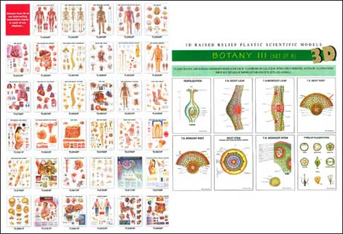 3d Biological Charts