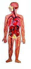 Human Circulatory System