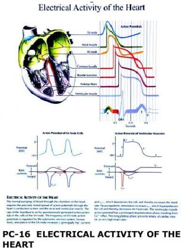 TD Electrical Activity