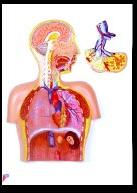 Human Respiratory System