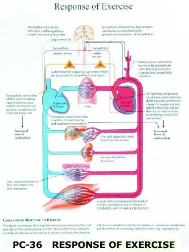 TD Responce Of Exercise