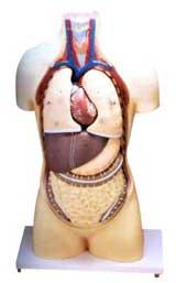 Human Torso Model