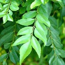 Curry leaves, Shelf Life : 6 Month