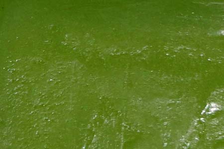 Neem, Basil, Aloe Vera