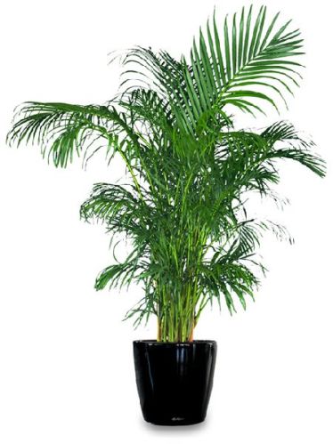 Areca Palm