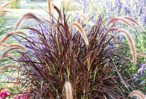 Fountain Grass