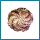 Whole Round Octopus