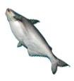 Pangasius