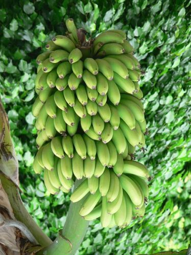 Green Cavendish Banana