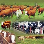 Cattle Feed Bentonite Powder, For Animal Food, Style : Dried